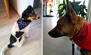 Tacco und Dora tragen die neuen Hundehalstücher, die Emily für alle Tierheimhunde genäht hat. - Tierschutzverein Bielefeld Tacco und Dora tragen die neuen Hundehalstücher, die Emily für alle Tierheimhunde genäht hat. - Tierschutzverein Bielefeld
