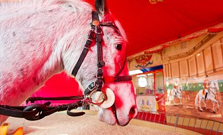 Die Tierschützer fordern, dass Ponykarussells auf Volksfesten verboten werden. - picture alliance / dpa Die Tierschützer fordern, dass Ponykarussells auf Volksfesten verboten werden. - picture alliance / dpa