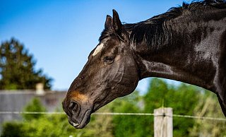 Nach dem Tod eines Pferdes am Rande eines Schützenfestes in Harsewinkel hatte sich die Tierschutzorganisation Peta zu Wort gemeldet. - Symbolbild: Pixabay Nach dem Tod eines Pferdes am Rande eines Schützenfestes in Harsewinkel hatte sich die Tierschutzorganisation Peta zu Wort gemeldet. - Symbolbild: Pixabay