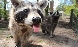 Um ihre weitere Ausbreitung einzudämmen, werden Waschbären auch im Kreis Gütersloh bejagt. - Symbolbild/Pixabay Um ihre weitere Ausbreitung einzudämmen, werden Waschbären auch im Kreis Gütersloh bejagt. - Symbolbild/Pixabay