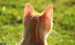 Im Bünder Tierheim werden kleine Katzenbabys aufgezogen. - Symbolbild: Pixabay Im Bünder Tierheim werden kleine Katzenbabys aufgezogen. - Symbolbild: Pixabay