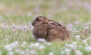 Ein neuer, für Hasen tödlicher, Virus besorgt Jäger im Kreis Herford. - Pixabay Ein neuer, für Hasen tödlicher, Virus besorgt Jäger im Kreis Herford. - Pixabay