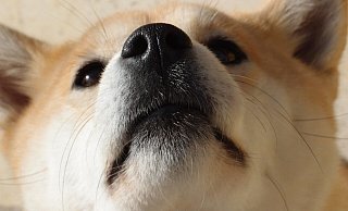 In Bad Oeynhausen haben Hunde mit ausgebildeter Spürnase einen besonderen Job. - Symbolfoto: Pixabay In Bad Oeynhausen haben Hunde mit ausgebildeter Spürnase einen besonderen Job. - Symbolfoto: Pixabay