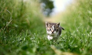 Anders als dieses Kätzchen waren die Tiere in Beverungen wohl nicht frewillig unterwegs (Symbolbild). - Pixabay/laurenta_photography Anders als dieses Kätzchen waren die Tiere in Beverungen wohl nicht frewillig unterwegs (Symbolbild). - Pixabay/laurenta_photography