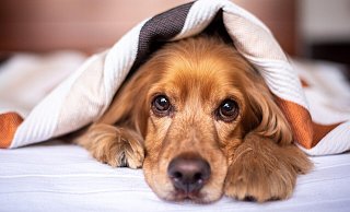 Immer wieder werden Tiere über Kleinanzeigen-Portale im Internet verkauft. - Symbolbild: Pixabay Immer wieder werden Tiere über Kleinanzeigen-Portale im Internet verkauft. - Symbolbild: Pixabay