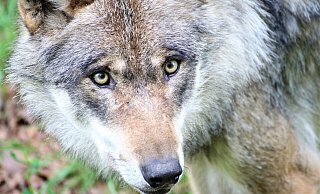Der Wolf und seine Sichtungen in der Region polarisieren sehr stark. - Simone Flörke Der Wolf und seine Sichtungen in der Region polarisieren sehr stark. - Simone Flörke