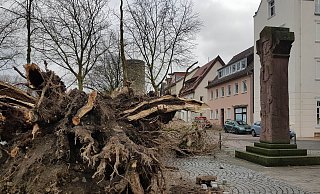 Auch rund um den Paderborner Maspernplatz sind Bäume umgekippt. - TM Auch rund um den Paderborner Maspernplatz sind Bäume umgekippt. - TM