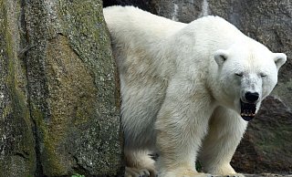Eisbärin Katjuscha gähnt. Katjuscha ist im Alter von 37 Jahren im Zoo Berlin gestorben. - Foto: Maurizio Gambarini/dpa Eisbärin Katjuscha gähnt. Katjuscha ist im Alter von 37 Jahren im Zoo Berlin gestorben. - Foto: Maurizio Gambarini/dpa