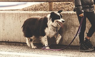 Der Gussiguide wird konzipiert für Hundehalter, die gemeinsam mit ihrem Vierbeiner die Natur- und Kulturlandschaft genießen möchten. Der Gussiguide wird konzipiert für Hundehalter, die gemeinsam mit ihrem Vierbeiner die Natur- und Kulturlandschaft genießen möchten.
