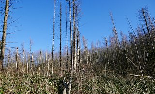 An vielen Stellen ist der Wald beschädigt. - Sonja Vollmer An vielen Stellen ist der Wald beschädigt. - Sonja Vollmer