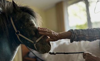Für viele Seniorinnen und Senioren ist der Besuch der Ponys ein unbezahlbarer Glücksmoment. Pony Lion genießt die Streicheleinheit. - Danielle Dörsing Für viele Seniorinnen und Senioren ist der Besuch der Ponys ein unbezahlbarer Glücksmoment. Pony Lion genießt die Streicheleinheit. - Danielle Dörsing