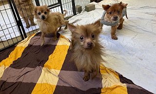 Die Mischlinge wurden aus dem verwahrlosten Haus gerettet und werden nun im Tierheim Bielefeld aufgepäppelt. - Tierheim Bielefeld Die Mischlinge wurden aus dem verwahrlosten Haus gerettet und werden nun im Tierheim Bielefeld aufgepäppelt. - Tierheim Bielefeld