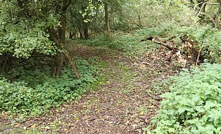 Dieser Weg im Naturschutzgebiet Heipker See gehört hier nicht hin. Wer ihn verursacht hat, ist nicht bekannt. - Birgit Guhlke Dieser Weg im Naturschutzgebiet Heipker See gehört hier nicht hin. Wer ihn verursacht hat, ist nicht bekannt. - Birgit Guhlke