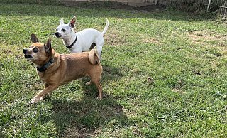 Tiere wie Katy (weiß) und Rocko (braun) suchen noch ihr Zuhause. Interessenten können die Tiere des Tierheims Lübbecke am Tag der offenen Tür kennenlernen. - Amelie Halstenberg Tiere wie Katy (weiß) und Rocko (braun) suchen noch ihr Zuhause. Interessenten können die Tiere des Tierheims Lübbecke am Tag der offenen Tür kennenlernen. - Amelie Halstenberg