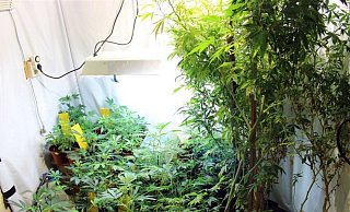 Bei einer Hausdurchsuchungen in Minden-Meißen wurden die Ermittler fündig. - Polizei Bei einer Hausdurchsuchungen in Minden-Meißen wurden die Ermittler fündig. - Polizei