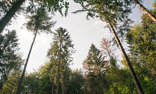 Gezielte Pflanzungen von Bäumen in der Innenstadt und in den Außenbereichen sollen Ersatz für die klimabedingten Ausfälle (hier: Borkenkäferbefall von Fichten) der vergangenen Jahre schaffen. - Ralf Bittner Gezielte Pflanzungen von Bäumen in der Innenstadt und in den Außenbereichen sollen Ersatz für die klimabedingten Ausfälle (hier: Borkenkäferbefall von Fichten) der vergangenen Jahre schaffen. - Ralf Bittner