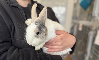 Schon bald zieht Kaninchendame Lagertha in ihr neues Zuhause nach Oelde. Das Tierheim Bielefeld konnte das Tier retten, nicht aber das Neugeborene. - pb Schon bald zieht Kaninchendame Lagertha in ihr neues Zuhause nach Oelde. Das Tierheim Bielefeld konnte das Tier retten, nicht aber das Neugeborene. - pb