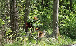 Der Baum ist gefällt. Ein Mitarbeiter des Forstunternehmens trennt mit der Motorsäge Stumpf und Stamm. - Jobst Lüdeking Der Baum ist gefällt. Ein Mitarbeiter des Forstunternehmens trennt mit der Motorsäge Stumpf und Stamm. - Jobst Lüdeking