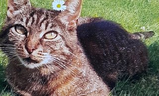 Hauskatze Tiene war eine Freigängerin, ihr Spaziergang am Donnerstagmorgen wurde dem Tier allerdings zum Verhängnis. - privat Hauskatze Tiene war eine Freigängerin, ihr Spaziergang am Donnerstagmorgen wurde dem Tier allerdings zum Verhängnis. - privat