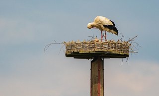 Auf dem Nest ist neben dem Altstorch das einzige Küken zu erkennen, das einige Tage später vom Rotmilan getötet wurde. Der Nistpfahl steht in den Grellewiesen in Bad Oeynhausen- Volmerdingsen. - Brigitte Ellersiek Auf dem Nest ist neben dem Altstorch das einzige Küken zu erkennen, das einige Tage später vom Rotmilan getötet wurde. Der Nistpfahl steht in den Grellewiesen in Bad Oeynhausen- Volmerdingsen. - Brigitte Ellersiek