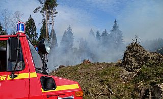 Dieser Brand im Ringelsteiner Wald konnte dank früher Alarmierung der Feuerwehr schnell gelöscht werden. - Jan Preller Dieser Brand im Ringelsteiner Wald konnte dank früher Alarmierung der Feuerwehr schnell gelöscht werden. - Jan Preller