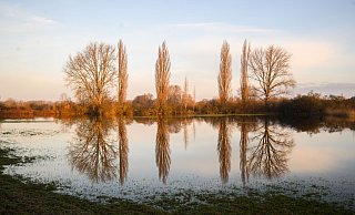 Bäumen spiegeln sich in vom Hochwasser überfluteten Feldern in der Leinemasch im Süden von Hannover. - Julian Stratenschulte/dpa Bäumen spiegeln sich in vom Hochwasser überfluteten Feldern in der Leinemasch im Süden von Hannover. - Julian Stratenschulte/dpa