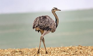 Das letzte Bild des lebenden Nandus, der am Dienstagmorgen am Desenberg bei Warburg die Aussicht genoss. - Ruben Emme Das letzte Bild des lebenden Nandus, der am Dienstagmorgen am Desenberg bei Warburg die Aussicht genoss. - Ruben Emme