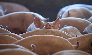 - Sina Schuldt/dpa/Symbolbild - Sina Schuldt/dpa/Symbolbild