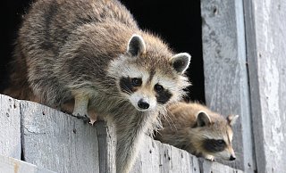 Der Waschbär ist auf dem Vormarsch und schlecht zu jagen - dabei gefährdet er gefährdete Vogelarten. - Pixabay Der Waschbär ist auf dem Vormarsch und schlecht zu jagen - dabei gefährdet er gefährdete Vogelarten. - Pixabay