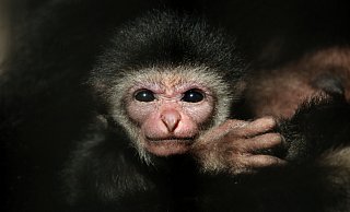 Der kleine Gibbon, der am 16. November geboren wurde und den Winter über nicht zu sehen war, wird am Wochenende seinen ersten Freigang wagen. - Tierpark Ströhen/Stephanie Saggau Der kleine Gibbon, der am 16. November geboren wurde und den Winter über nicht zu sehen war, wird am Wochenende seinen ersten Freigang wagen. - Tierpark Ströhen/Stephanie Saggau