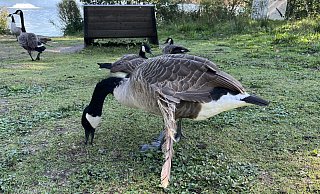 Mehrere Kanadagänse mit Kippflügeln leben aktuell am Bielefelder Obersee. - Gina Köhler Mehrere Kanadagänse mit Kippflügeln leben aktuell am Bielefelder Obersee. - Gina Köhler