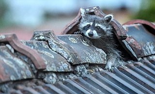 Waschbären sind in der Lage, Dachpfannen hochzuheben und so ins Innere zu gelangen. Dort verursachen sie oft erhebliche Schäden. - Symbolfoto: dpa Waschbären sind in der Lage, Dachpfannen hochzuheben und so ins Innere zu gelangen. Dort verursachen sie oft erhebliche Schäden. - Symbolfoto: dpa
