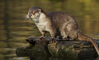 Der Fischotter wird bis zu 1,30 Meter lang, 7 bis 12 Kilo schwer und 15 bis 22 Jahre alt. Er ist an das Leben in und am Wasser angepasst. Sein extrem dichtes Fell schließt Luft ein und isoliert, der Schwanz dient als Steuer, die Schwimmhäute an den Pfoten verschaffen Antrieb. Mit Hilfe der Tasthaare (Vibrissen) machen Fischotter ihre Beute auch im trüben Wasser ausfindig. Den Tag verbringen sie in Erdhöhlen, wie im Tierpark Olderdissen zu beobachten ist. Sein Revier erstreckt sich über mehrere Kilometer. Bei der Nahrung ist der Fischotter nicht wählerisch. Er frisst alles Tierische, das er erwischen kann. Fischotter können das ganze Jahr über Nachwuchs bekommen. Außerhalb der Paarungszeit (Februar/März) sind sie Einzelgänger. Die Weibchen werfen bis zu fünf Junge, die etwa ein Jahr bei der Mutter bleiben. - Rolfes / Deutscher Jagdverband Der Fischotter wird bis zu 1,30 Meter lang, 7 bis 12 Kilo schwer und 15 bis 22 Jahre alt. Er ist an das Leben in und am Wasser angepasst. Sein extrem dichtes Fell schließt Luft ein und isoliert, der Schwanz dient als Steuer, die Schwimmhäute an den Pfoten verschaffen Antrieb. Mit Hilfe der Tasthaare (Vibrissen) machen Fischotter ihre Beute auch im trüben Wasser ausfindig. Den Tag verbringen sie in Erdhöhlen, wie im Tierpark Olderdissen zu beobachten ist. Sein Revier erstreckt sich über mehrere Kilometer. Bei der Nahrung ist der Fischotter nicht wählerisch. Er frisst alles Tierische, das er erwischen kann. Fischotter können das ganze Jahr über Nachwuchs bekommen. Außerhalb der Paarungszeit (Februar/März) sind sie Einzelgänger. Die Weibchen werfen bis zu fünf Junge, die etwa ein Jahr bei der Mutter bleiben. - Rolfes / Deutscher Jagdverband