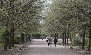 Die Allee des Weltklimas mit ihren zart ergrünenden Platanen war am Osterwochenende eine beliebte Flaniermeile. - Jörg Stuke Die Allee des Weltklimas mit ihren zart ergrünenden Platanen war am Osterwochenende eine beliebte Flaniermeile. - Jörg Stuke