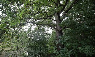 Zu schade zum Fällen:15 bis 20 der über 200 Jahre alten Eichen bleiben erhalten. - Jörg Stuke Zu schade zum Fällen:15 bis 20 der über 200 Jahre alten Eichen bleiben erhalten. - Jörg Stuke