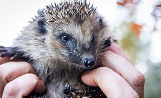 Die kleinen, stacheligen Tiere freuen sich über den Unterschlupf. - Sarah Jonek Die kleinen, stacheligen Tiere freuen sich über den Unterschlupf. - Sarah Jonek