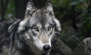 In Herford soll am Mittwochmorgen ein Wolf auf einem Feld gesehen worden sein. Symbolfoto: C. Sagniez/Pixabay - C. Sagniez/Pixabay In Herford soll am Mittwochmorgen ein Wolf auf einem Feld gesehen worden sein. Symbolfoto: C. Sagniez/Pixabay - C. Sagniez/Pixabay