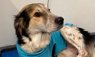 Entwarnung bei Daniel – ihm geht es wieder besser. Tierschützer mussten den Hund aus einer Bielefelder Wohnung retten und zu einem Tierarzt bringen. - TGZ Grußendorf Entwarnung bei Daniel – ihm geht es wieder besser. Tierschützer mussten den Hund aus einer Bielefelder Wohnung retten und zu einem Tierarzt bringen. - TGZ Grußendorf