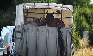 Der Pferdeanhänger hatte sich durch die Kollision vom Fahrzeug abgekoppelt. - dpa Der Pferdeanhänger hatte sich durch die Kollision vom Fahrzeug abgekoppelt. - dpa