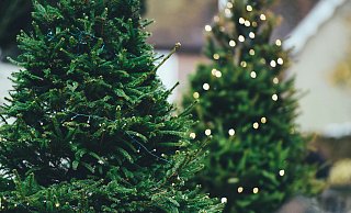 Tannenbaum selber schlagen oder kaufen: In Ostwestfalen-Lippe gibt es zahlreiche Möglichkeiten - mit vielen Highlights vor Ort. - Symbolbild: Unsplash Tannenbaum selber schlagen oder kaufen: In Ostwestfalen-Lippe gibt es zahlreiche Möglichkeiten - mit vielen Highlights vor Ort. - Symbolbild: Unsplash