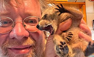 Hungriger kleiner Räuber: Tierfilmer Robin Jähne zieht derzeit vier kleine Waschbären mit der Flasche auf. Hinterher finden sie Platz in einem Tierpark. - Robin Jähne Hungriger kleiner Räuber: Tierfilmer Robin Jähne zieht derzeit vier kleine Waschbären mit der Flasche auf. Hinterher finden sie Platz in einem Tierpark. - Robin Jähne