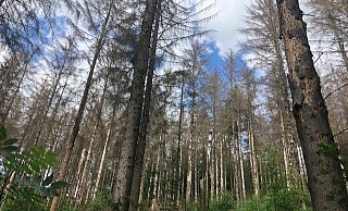 Der Bielefelder Wald leidet unter Trockenheit und Schädlingen. Viele große Bäume sind nicht mehr zu retten. - Silke Kröger Der Bielefelder Wald leidet unter Trockenheit und Schädlingen. Viele große Bäume sind nicht mehr zu retten. - Silke Kröger