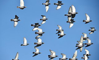 Die Vögel werden nun möglicherweise doch nicht in Borchen ihr Nest bauen. - picture alliance Die Vögel werden nun möglicherweise doch nicht in Borchen ihr Nest bauen. - picture alliance