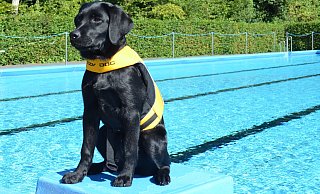 Erst fünf Monate alt und freut sich aufs Hundeschwimmen: Labrador Leeloo, benannt nach der Protagonistin aus dem Film "Das fünfte Element" - Justus Rahn Erst fünf Monate alt und freut sich aufs Hundeschwimmen: Labrador Leeloo, benannt nach der Protagonistin aus dem Film "Das fünfte Element" - Justus Rahn