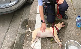 Ein Mann hat seinen Hund bei hohen Temperaturen im Auto gelassen - die Polizei rettete das völlig dehydrierte Tier. - Polizei Ein Mann hat seinen Hund bei hohen Temperaturen im Auto gelassen - die Polizei rettete das völlig dehydrierte Tier. - Polizei