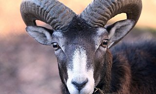 Mächtige Hörner: Mit diesen sorgen die Mufflons für Schäden im Wald. - Frank-Michael Kiel-Steinkamp Mächtige Hörner: Mit diesen sorgen die Mufflons für Schäden im Wald. - Frank-Michael Kiel-Steinkamp