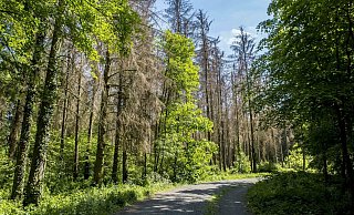 Abgestorbene Fichten in einem Wald in der Nähe von Königswinter (Rhein-Sieg-Kreis / NRW). - picture alliance / Goldmann Abgestorbene Fichten in einem Wald in der Nähe von Königswinter (Rhein-Sieg-Kreis / NRW). - picture alliance / Goldmann