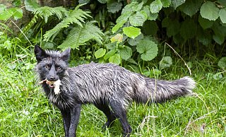 Das Nahrungsspektrum der Silberfüchse umfasst nahezu alles: von Mäusen über Vögel bis hin zu Heuschrecken, aber auch Beeren, Obst oder Nahrungsreste im Müll sowie Aas. - © Jörg Dieckmann - www. dieckmann-fotodesign.de Das Nahrungsspektrum der Silberfüchse umfasst nahezu alles: von Mäusen über Vögel bis hin zu Heuschrecken, aber auch Beeren, Obst oder Nahrungsreste im Müll sowie Aas. - © Jörg Dieckmann - www. dieckmann-fotodesign.de