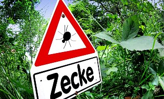 Zecken lieben feuchtwarme Witterung. Bei anhaltender trockener Hitze hingegen ist laut Experten die Gefahr gestochen zu werden geringer. - Andreas Frücht Zecken lieben feuchtwarme Witterung. Bei anhaltender trockener Hitze hingegen ist laut Experten die Gefahr gestochen zu werden geringer. - Andreas Frücht