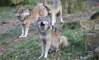 Umstritten: Der Wolf wird in vielen Regionen von Gegnern vehement abgelehnt. Sie sehen ihn der Rückkehr des Tieres eine Gefahr für die Kulturlandschaft. - Simone Flörke Umstritten: Der Wolf wird in vielen Regionen von Gegnern vehement abgelehnt. Sie sehen ihn der Rückkehr des Tieres eine Gefahr für die Kulturlandschaft. - Simone Flörke